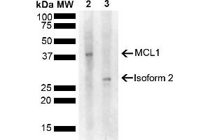 Western blot analysis of Rat, Mouse Liver showing detection of 37. (MCL-1 anticorps  (AA 70-170) (FITC))
