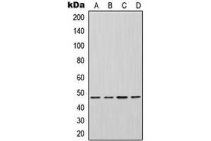 Western blot analysis of Inhibin beta A expression in HeLa (A), HepG2 (B), mouse brain (C), H9C2 (D) whole cell lysates. (INHBA anticorps  (Center))