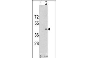 Western blot analysis of Aurora-A (arrow) using rabbit polyclonal Aurora-A Antibody (C-term) (ABIN1882163 and ABIN2841166).