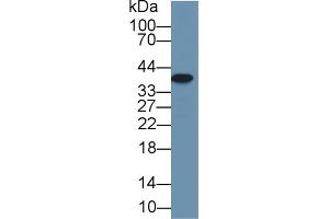 Western Blot; Sample: Rat Small intestine lysate; Primary Ab: 1µg/ml Rabbit Anti-Rat Arg2 Antibody Second Ab: 0.