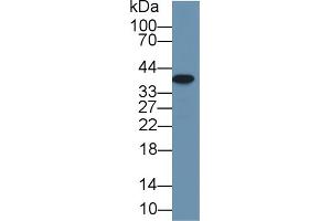 Western Blot; Sample: Rat Small intestine lysate; Primary Ab: 1µg/ml Rabbit Anti-Rat Arg2 Antibody Second Ab: 0. (ARG2 anticorps  (AA 23-354))