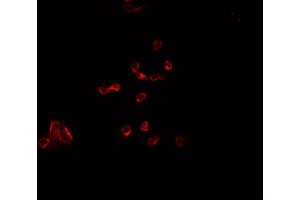 ABIN6278198 staining HepG2?