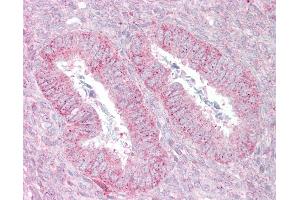 Anti-SUFU antibody IHC of human uterus.