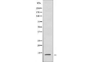 Western blot analysis of extracts from HepG2 cells, using RPL34 antibody. (RPL34 anticorps)