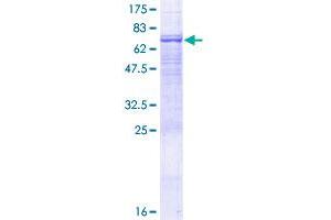 Image no. 1 for Pregnancy Specific beta-1-Glycoprotein 6 (PSG6) (AA 1-424) protein (GST tag) (ABIN1316538)