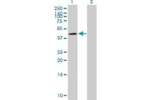 Western Blot analysis of NDUFS2 expression in transfected 293T cell line by NDUFS2 MaxPab polyclonal antibody.