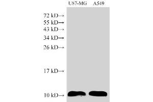 Western Blot analysis of U87-MG and A549 cells using S100A6 Polyclonal Antibody at dilution of 1:1500 (S100A6 anticorps)