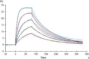 Human IL-2 R beta, His Tag captured on CM5 Chip via Anti-His Antibody can bind Human IL-15, No Tag with an affinity constant of 5. (IL-15 Protein (AA 49-162))