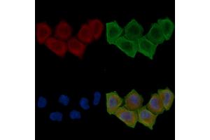 ABIN6260477 and ABIN6276706 staining Hela cells(30 min of UV treatment) by IF/ICC. (Caspase 7 anticorps  (N-Term))