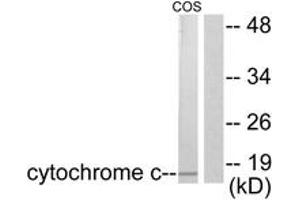 Western blot analysis of extracts from COS7 cells, using Cytochrome c Antibody. (Cytochrome C anticorps  (AA 10-59))