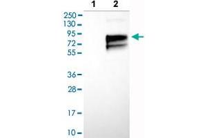 Western blot analysis of Lane 1: Negative control (vector only transfected HEK293T lysate), Lane 2: Over-expression lysate (Co-expressed with a C-terminal myc-DDK tag (~3. (Poliovirus Receptor anticorps  (AA 28-129))