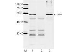 Lane1: 1 µL E-coli lysate with DYKDDDDK-tag protein (MW: 57 kDa) and 2 µg Mouse Anti-DYKDDDDK-tag Monoclonal Antibody (ABIN387700) for IP. (DYKDDDDK Tag anticorps)