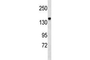 Integrin alpha 2 antibody western blot analysis in mouse kidney tissue lysate