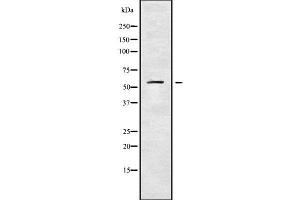 Western blot analysis of KCNS1 using LOVO whole cell lysates (KCNS1 anticorps  (C-Term))