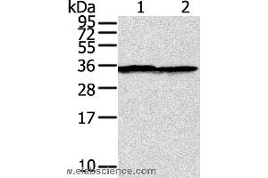 Western blot analysis of A375 cell, using STX3 Polyclonal Antibody at dilution of 1:400 (STX3 anticorps)