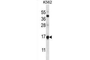 Western Blotting (WB) image for anti-Mago-Nashi Homolog (MAGOH) antibody (ABIN2997934) (MAGOH anticorps)