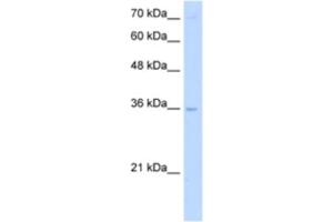 Western Blotting (WB) image for anti-Primase, DNA, Polypeptide 2 (58kDa) (PRIM2) antibody (ABIN2463269) (PRIM2 anticorps)