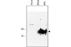 Image no. 1 for anti-Ring Finger and FYVE-Like Domain Containing 1 (RFFL) (AA 1-363), (N-Term) antibody (ABIN401034) (RFFL anticorps  (N-Term))