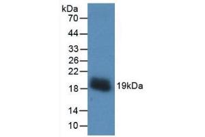 Western Blot; Sample: Recombinant VEGFA, Human. (VEGFA anticorps  (AA 28-147))