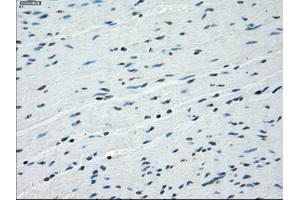 Image no. 3 for anti-Budding Uninhibited By Benzimidazoles 1 Homolog beta (Yeast) (BUB1B) antibody (ABIN1496996) (BUB1B anticorps)