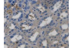 DAB staining on IHC-P; Samples: Mouse Stomach Tissue (Ghrelin anticorps  (AA 28-117))