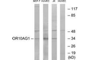 Western blot analysis of extracts from HuvEc/MCF-7/Jurkat cells, using OR10AG1 Antibody. (OR10AG1 anticorps  (AA 231-280))