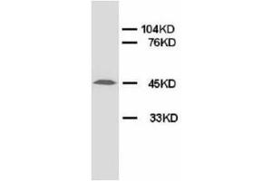 Image no. 2 for anti-Advanced Glycosylation End Product-Specific Receptor (AGER) (N-Term) antibody (ABIN1494120) (RAGE anticorps  (N-Term))