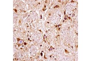 FGFR3 antibody immunohistochemistry analysis in formalin fixed and paraffin embedded mouse brain tissue. (FGFR3 anticorps  (AA 468-495))
