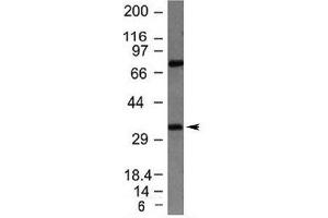 Western blot testing of HepG2 lysate with Bcl10 antibody (BCL10 anticorps  (AA 122-168))