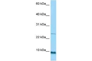 WB Suggested Anti-SPRR1A Antibody Titration: 1.