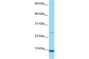 WB Suggested Anti-SPRR1A Antibody Titration: 1. (SPRR1A anticorps  (Middle Region))