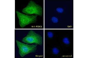 ABIN185028 Immunofluorescence analysis of paraformaldehyde fixed U2OS cells, permeabilized with 0. (FOXC1 anticorps  (C-Term))
