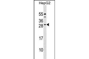 CABP4 Antibody (C-term) (ABIN1536786 and ABIN2848976) western blot analysis in HepG2 cell line lysates (35 μg/lane). (CABP4 anticorps  (C-Term))