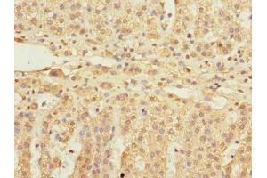 Immunohistochemistry of paraffin-embedded human adrenal gland tissue using ABIN7152154 at dilution of 1:100 (EIF3F anticorps  (AA 88-357))