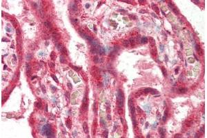 Human Placenta (formalin-fixed, paraffin-embedded) stained with PLEKHA8 antibody ABIN337060 at 2. (PLEKHA8 anticorps  (AA 428-440))