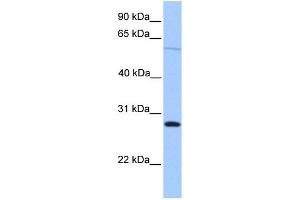 CBLN4 antibody used at 1 ug/ml to detect target protein. (CBLN4 anticorps  (C-Term))