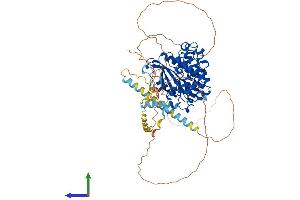 AlphaFold protein structure predicition of Human Recombinant SRPK2 Protein, UniprotID P78362