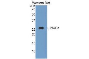 Western Blotting (WB) image for anti-Tumor Necrosis Factor (Ligand) Superfamily, Member 14 (TNFSF14) (AA 62-240) antibody (ABIN5661996) (TNFSF14 anticorps  (AA 62-240))