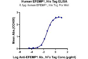 Immobilized Human EFEMP1, His Tag at 1 μg/mL (100 μL/Well) on the plate.