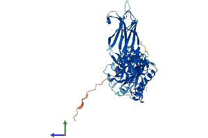 AlphaFold protein structure predicition of Mouse Recombinant Cpne2 Protein, UniprotID P59108
