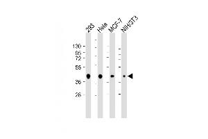 All lanes : Anti-AKT1S1 Antibody at 1:500-1:4000 dilution Lane 1: 293 whole cell lysate Lane 2: Hela whole cell lysate Lane 3: MCF-7 whole cell lysate Lane 4: NIH/3T3 whole cell lysate Lysates/proteins at 20 μg per lane. (PRAS40 anticorps)