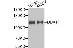Western blot analysis of extracts of HT29 and MCF7 cells, using DDX11 antibody. (DDX11 anticorps)