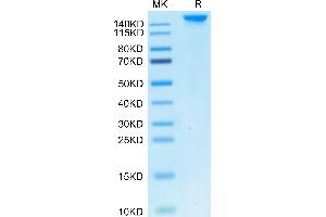 Cynomolgus SEZ6 on Tris-Bis PAGE under reduced condition.