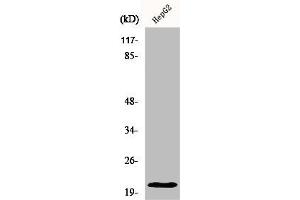 Western Blot analysis of HepG2 cells using MRP-L41 Polyclonal Antibody (MRPL41 anticorps  (Internal Region))