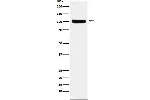 Western blot analysis of Cellular Apoptosis Susceptibility expression in Ramos cell lysate.