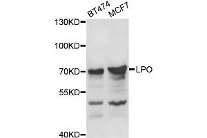 Western blot analysis of extracts of various cell lines, using LPO antibody (ABIN5975248) at 1/1000 dilution. (LPO anticorps)