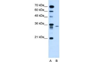 Western Blotting (WB) image for anti-Lymphocyte Antigen 6 Complex, Locus G6F (LY6G6F) antibody (ABIN2462821) (LY6G6F anticorps)