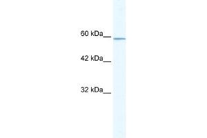 KLHL5 antibody (20R-1097) used at 0. (KLHL5 anticorps  (N-Term))