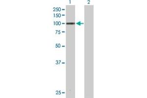 Western Blot analysis of MARK3 expression in transfected 293T cell line by MARK3 MaxPab polyclonal antibody. (MARK3 anticorps  (AA 1-729))