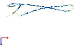 AlphaFold protein structure predicition of Mouse Recombinant Tchp Protein, UniprotID Q3TVW5